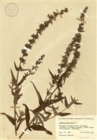 藏品(千屈菜)的圖片